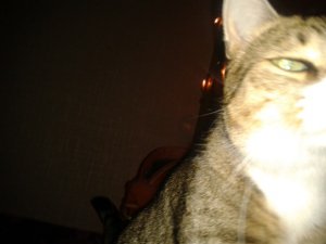 So sehen viele Tierfotos aus. Unsere Freunde auf vier Pfoten denken gar nicht daran still zu sitzen und laufen direkt auf die Kamera zu. 2012-01-21-21.38.24.jpg