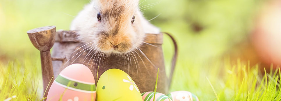 Fototipps zum Osterfest